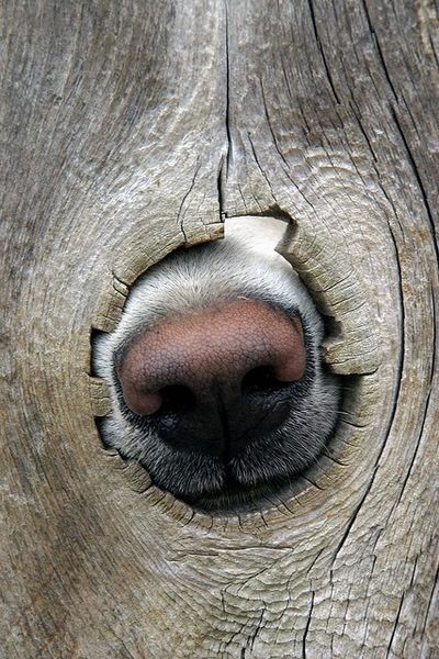 Doggie Nose
