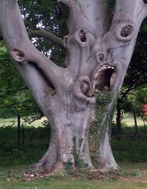 This tree would must love Halloween.