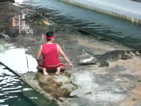 crocodile show