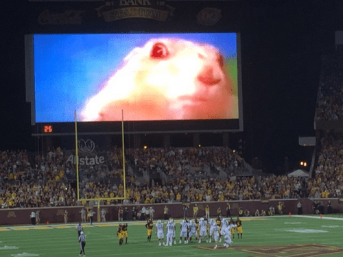 gopher kick distraction