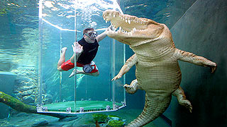crocodile-cage-diving
