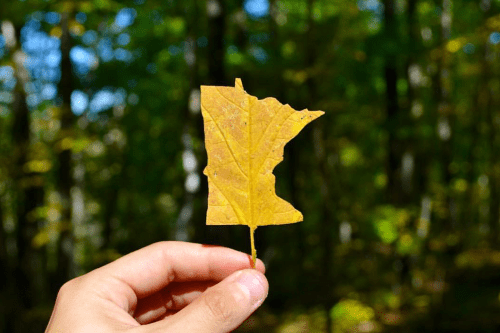 Fall in Minnesota by Alphonsote