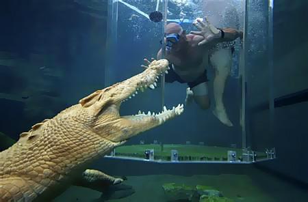 A thrill-seeker tourist dives in a cage partially immersed in a crocodile pen in Crocosaurus Cove in Darwin August 28, 2008.