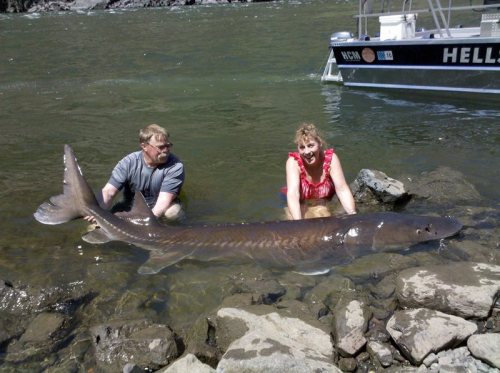 Pacific Sturgeon