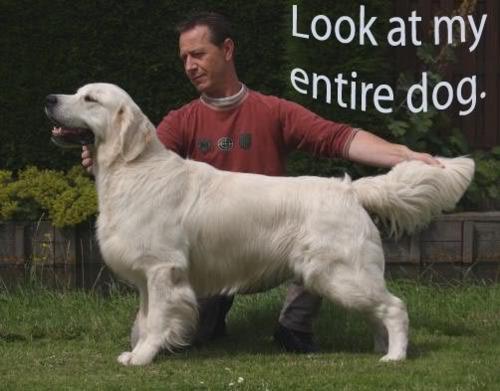 Look at my entire dog