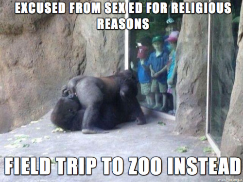 zoo gorillas