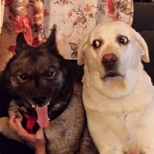 funny dogs