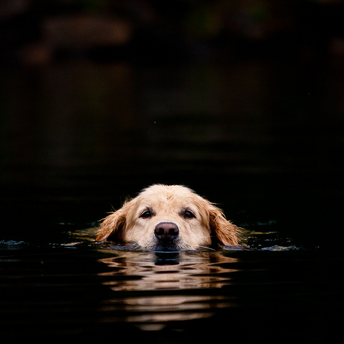golden retriever swimming
