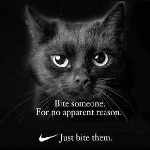 nike cat